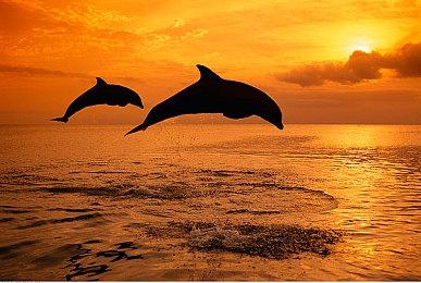 玩家提前拿到了《GT赛车7》实体盘 但无法联网